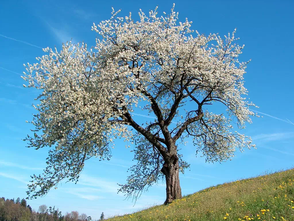 arbol